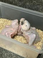 Blauwgele ara, Dieren en Toebehoren, Geslacht onbekend, Papegaai, Geringd