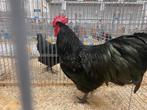 Zwarte australorp hanen, Animaux & Accessoires, Volatiles