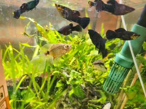 Prachtbarbeel Vrouwtje, Dieren en Toebehoren, Vissen | Aquariumvissen