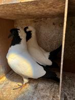 Ik zoek duitse nonduif doffer, Dieren en Toebehoren, Vogels | Duiven, Mannelijk, Overige soorten