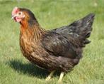 legkip harco, Dieren en Toebehoren, Pluimvee, Vrouwelijk, Kip