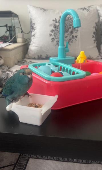 Kakariki parrot EAM beschikbaar voor biedingen