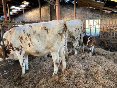 Beste gekalfde roodbonte vaarzen te koop!, Dieren en Toebehoren, Runderen, Vrouwelijk, 0 tot 2 jaar