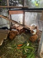 Cavia’s, Dieren en Toebehoren