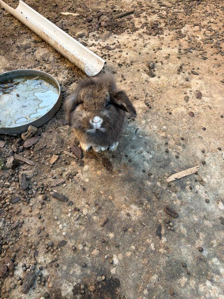 Hangoor konijntje, Dieren en Toebehoren, Konijnen, Hangoor