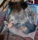 Tête de sanglier en peluche, Collections, Collections Animaux, Enlèvement, Utilisé, Animal sauvage, Bois ou Tête