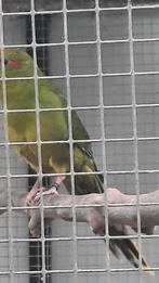 Kakariki, Dieren en Toebehoren, Meerdere dieren, Parkiet, Geringd