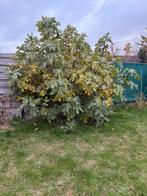 2 vijgenbomen, Ophalen