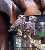 Steenuilen, Plusieurs animaux, Oiseau de proie, Bagué