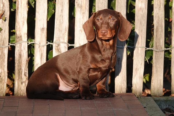 Chiots teckel à poil court, avec pedigree (parents testés), Animaux & Accessoires, Chiens | Teckels & Bassets, Plusieurs animaux