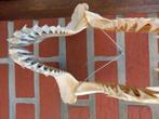 Machoire de requin  veritable, Verzenden, Fossiel