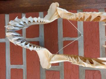 Machoire de requin  veritable, Envoi, Fossile