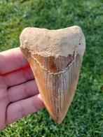 Fossile de dent de requin mégalodon 9,9 cm, Collections, Enlèvement ou Envoi, Fossile