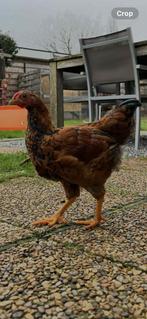 Wyandotte haan, Dieren en Toebehoren, Pluimvee, Mannelijk, Kip