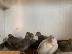 Chinese kwartels, Dieren en Toebehoren
