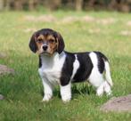 Chiot Beagle, Beagle, Chienne, Belgique, 8 à 15 semaines