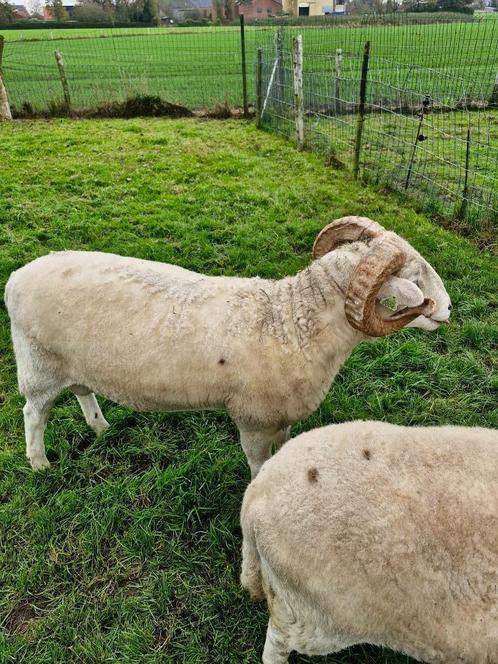 FENÊTRE DE TERRASSE WILTSHIRE HORN AVEC CAGE À VENDRE, Animaux & Accessoires, Moutons, Chèvres & Cochons, Mouton, Plusieurs animaux