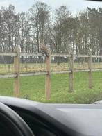 PRAIRIE/ÉTABLE RECHERCHÉE, Mise à l'étable, 1 cheval ou poney