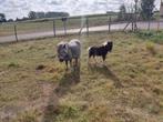 Grijze merrie met bont merrie veulen, Dieren en Toebehoren, Pony's, Merrie