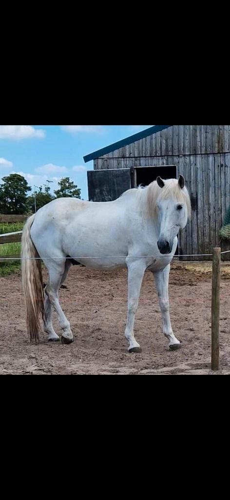 Lieve spaanse ruin 17 jr, Dieren en Toebehoren, Paarden, Ruin