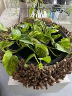 Plant, Maison & Meubles, Plantes d'intérieur, Enlèvement