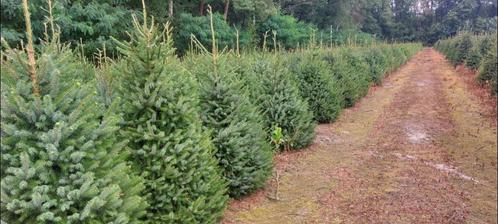 Kerstbomen, Diversen, Kerst, Nieuw, Ophalen of Verzenden