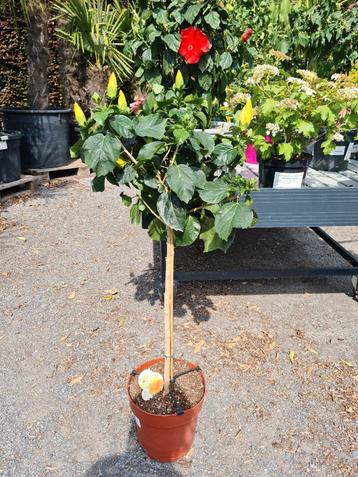 Hibiscus geel op stam  beschikbaar voor biedingen