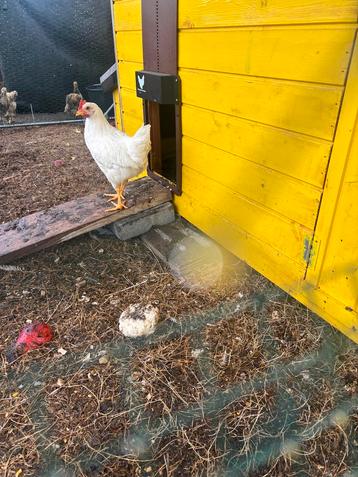 Leghorn Haantjes beschikbaar voor biedingen