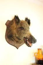 Taxidermie opgezette everzwijn kop, Ophalen of Verzenden, Gebruikt, Wild dier