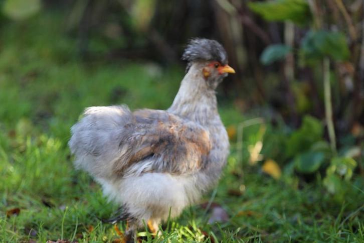 Koppel of trio usa zijdehoen, Dieren en Toebehoren, Pluimvee, Kip