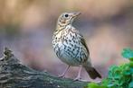 Man zanglijster 2024 - goede zanger, Dieren en Toebehoren, Mannelijk, Wildzangvogel, Geringd