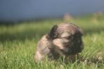 Shih-Tzu reutje, Dieren en Toebehoren, België, CDV (hondenziekte), 8 tot 15 weken, Eén hond