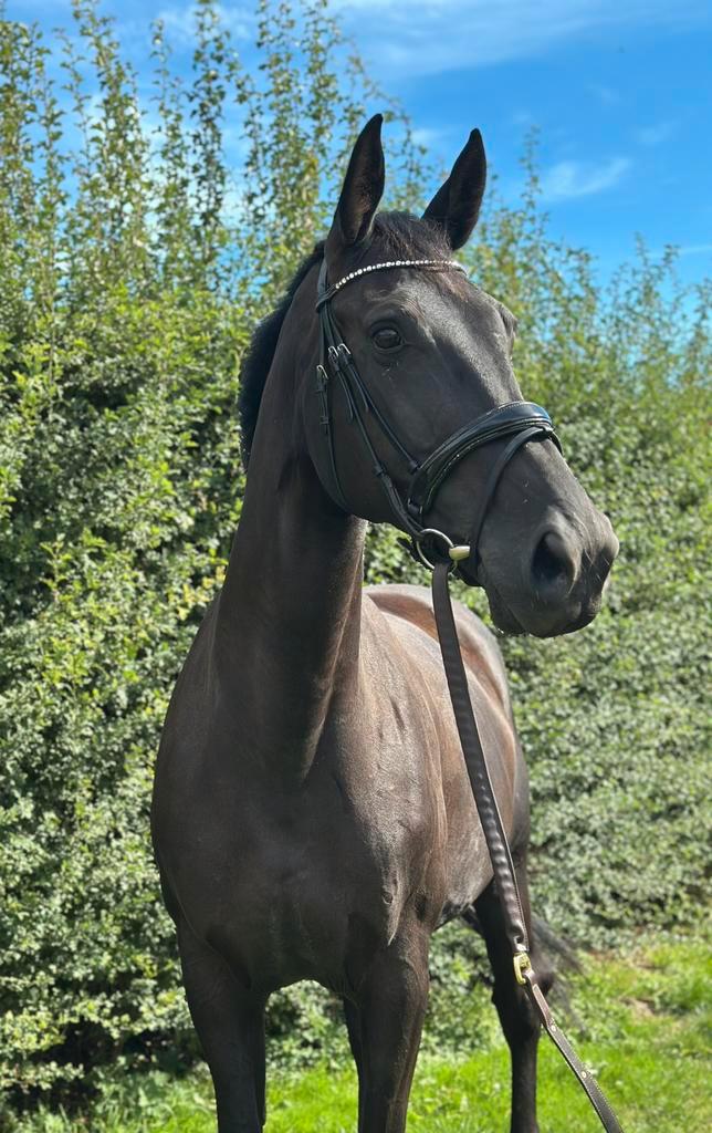 Dressuurpaard te koop, Dieren en Toebehoren, Paarden, Merrie, M, 165 tot 170 cm, 7 tot 10 jaar, Dressuurpaard, Met stamboom, Gechipt