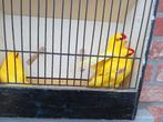 kakariki te koop, Animaux & Accessoires, Oiseaux | Perruches & Perroquets, Perruche, Bagué