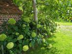Hydrangea Aborescens Annabelle. Prachtig lot, Tuin en Terras, Ophalen