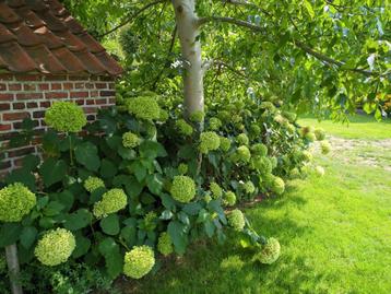 Hydrangea Aborescens Annabelle. Prachtig lot beschikbaar voor biedingen