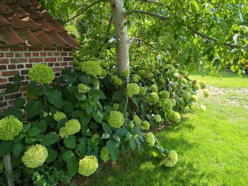 Hydrangea Aborescens Annabelle. Prachtig lot, Tuin en Terras, Planten | Struiken en Hagen, Ophalen