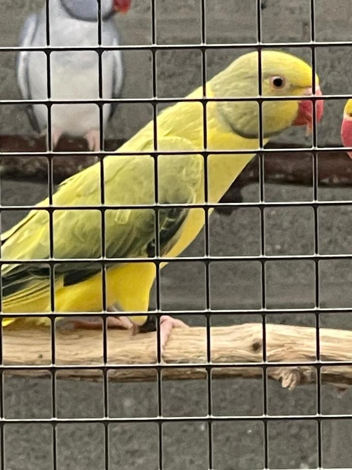 Halsbandparkiet, Animaux & Accessoires, Oiseaux | Perruches & Perroquets