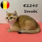 Britse Korthaar Golden Shaded - Belgisch kittens te koop, Meerdere dieren, Gechipt, 0 tot 2 jaar