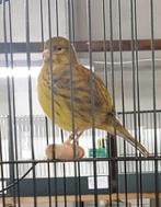 Fife Fancy... kweekkoppels, Dieren en Toebehoren, Vogels | Kanaries, Meerdere dieren, Postuurkanarie