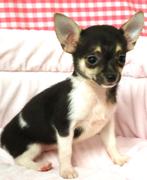 Super leuke Chihuahua pups!, Dieren en Toebehoren, Honden | Chihuahua's en Gezelschapshonden, 15 weken tot 1 jaar, Buitenland