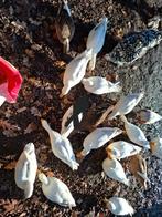 kwakers witte, Dieren en Toebehoren, Pluimvee