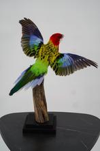 Opgezette prachtrosella (vliegende houding) - Wildernis Atel, Ophalen of Verzenden, Nieuw, Vogel, Opgezet dier