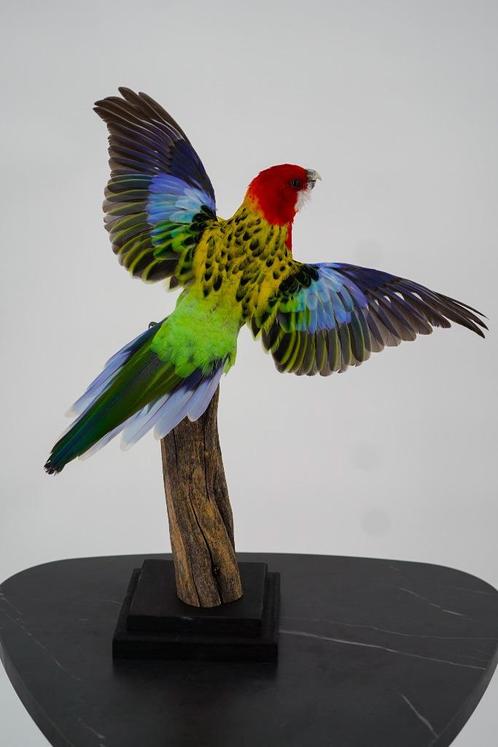 Opgezette prachtrosella (vliegende houding) - Wildernis Atel, Verzamelen, Dierenverzamelingen, Nieuw, Opgezet dier, Vogel, Ophalen of Verzenden
