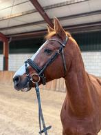 Super brave Leermeester/Sport/Recratie/Manege, Dieren en Toebehoren, Paarden, Gechipt, Ruin, Dressuurpaard, L