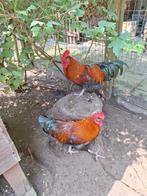 Te koop marans koperhals hanen
