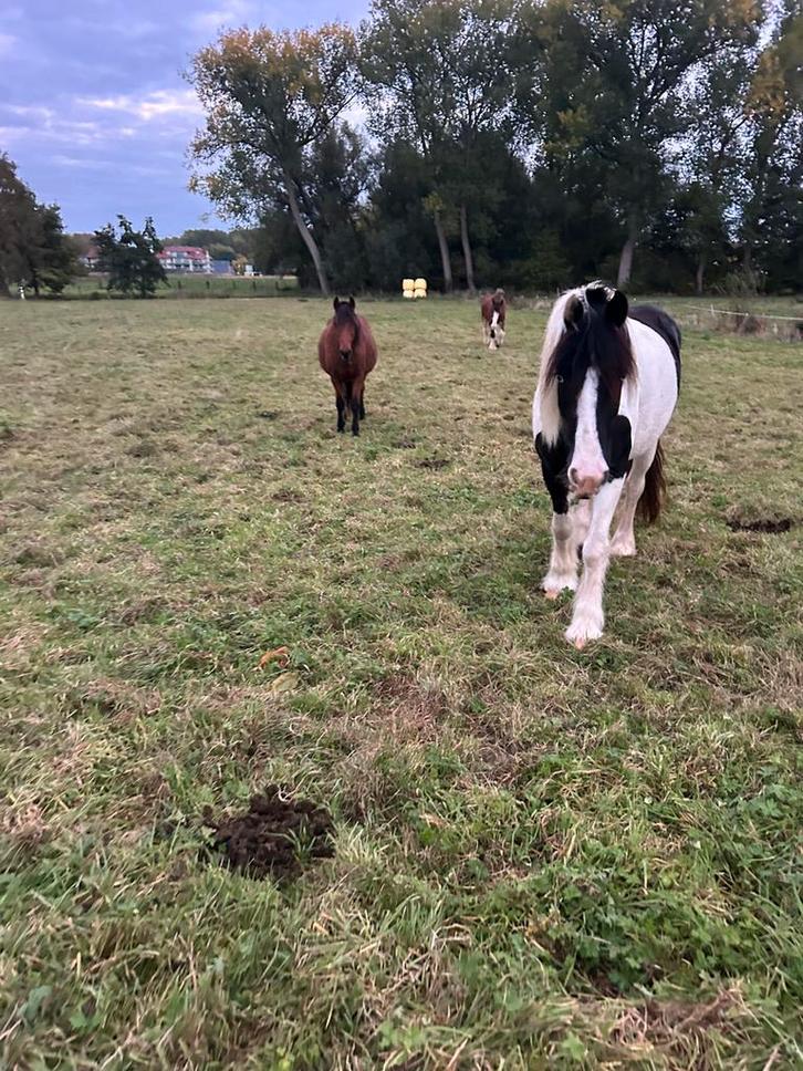 Verzorgpaarden aangeboden / verzorg(st)er gezocht, Dieren en Toebehoren, Paarden