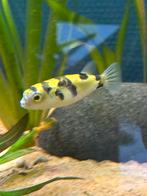 Amazone puffervis/kogelvis, Dieren en Toebehoren