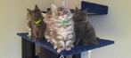Maine coon xxl kittens met kampioen stamboom Russisch lijn, Dieren en Toebehoren, Katten en Kittens | Raskatten | Langhaar, Meerdere dieren