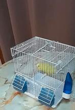 Oiseau en Cage, Animaux & Accessoires, Oiseaux | Cages & Volières, Utilisé, Métal, Cage à oiseaux